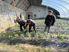 新春走下层｜西北农林科技大学“头雁”导师团
