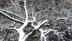 青藏高原等地送来强降雪过程 需加强防御办法